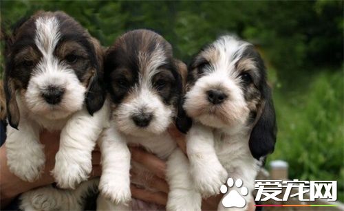 贝吉格里芬凡丁犬价格 价格大约为1000到3000元