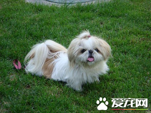 西施犬寿命多长 西施犬的寿命在12到14年