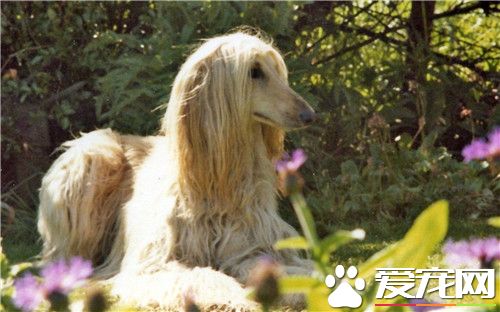 阿富汗猎犬产自哪里 原产于阿富汗