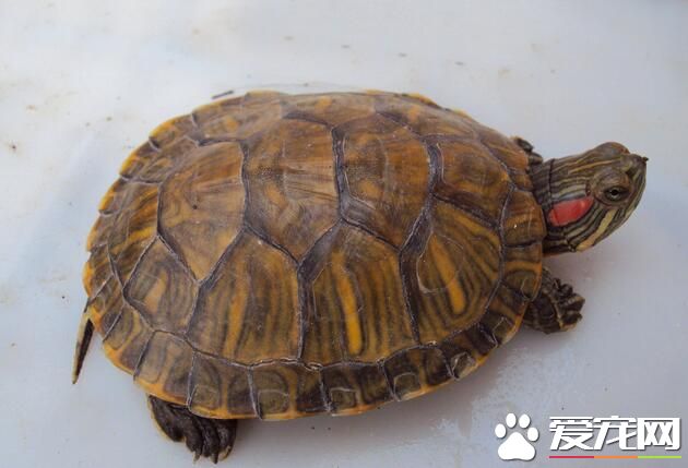 办公室可以养乌龟吗 办公室养龟的缺点