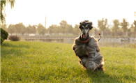 阿富汗猎犬吃啥狗粮 给狗所需的均衡营养