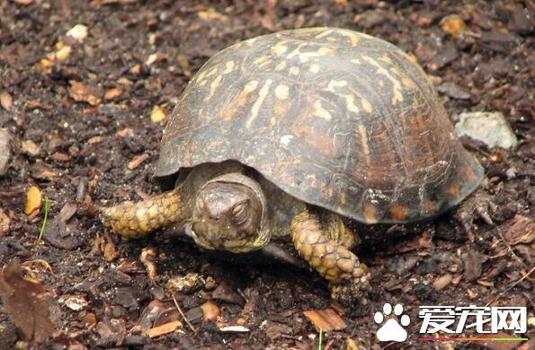 家里养乌龟的风水 乌龟水缸的周围环境