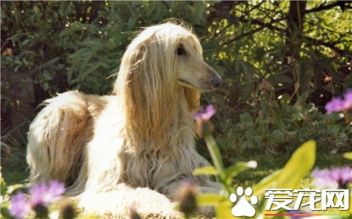 阿富汗猎犬不听话 不提倡采取“棍棒”教育