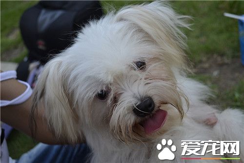 西施犬习性 成犬可与具爱心幼童相处无碍