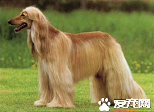 阿富汗猎犬臭么 没有特别重的体味