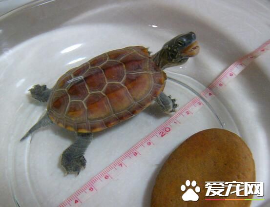 该怎么养乌龟 应喂食含有大量钙质的食物