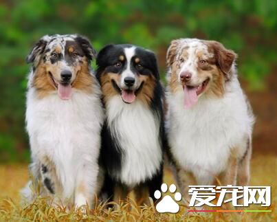澳洲牧羊犬多少钱 一般在3000到6000不等