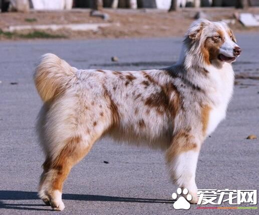 澳洲牧羊犬没尾巴吗 出生一个星期之后被剪掉