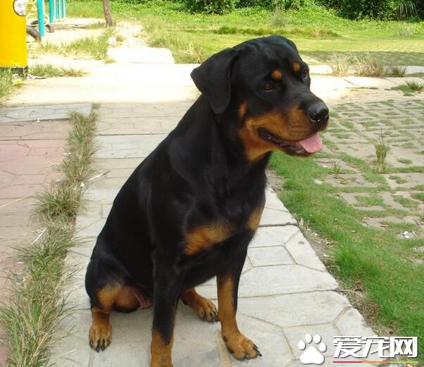 罗威纳犬挑选 如何挑选罗威纳新幼犬