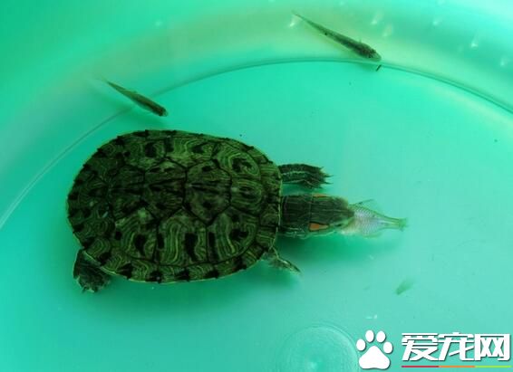 乌龟是怎么睡觉的 乌龟的睡姿千奇百怪