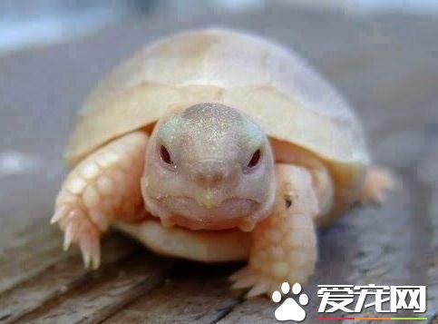 乌龟是爬行动物吗 乌龟是爬行动物的依据