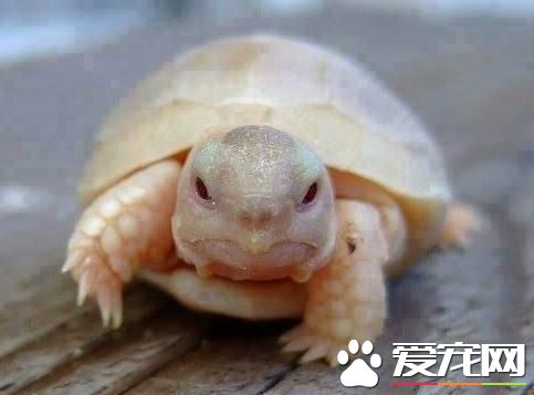 乌龟腿肿了怎么办 吃什么让乌龟腿肿恢复快