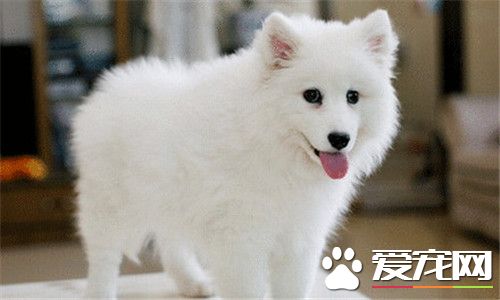 银狐犬好训练吗 银狐犬的训练方法有哪些