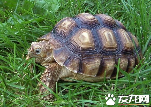 一般乌龟养几只 衡量自己的经济能力来选择