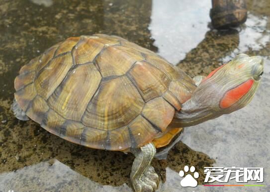 夏天乌龟怎么养 夏天不要喂食动物性饲料
