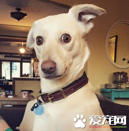 当周围有人在聊八卦的时候，汪星人的耳朵都竖起来了