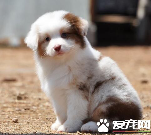 澳洲牧羊犬怎么养 要经常对犬进行调教