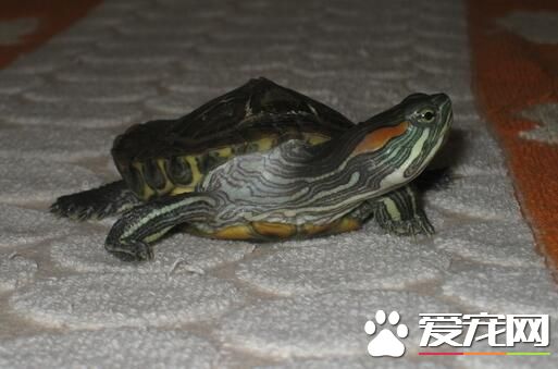 家里养个乌龟好吗 龟是很有灵性的宠物