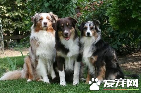 澳洲牧羊犬上厕所训练 训练狗狗上厕所的步骤