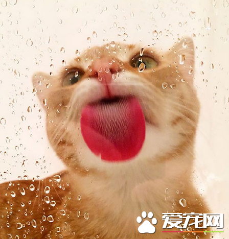 小喵舔个屏也是萌萌哒的