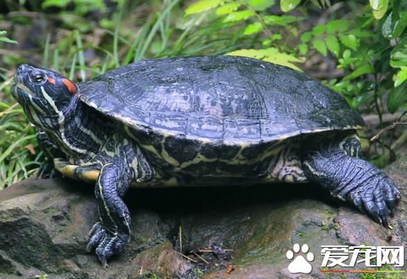 养乌龟要放水么 不同的龟对水位要求是不同的