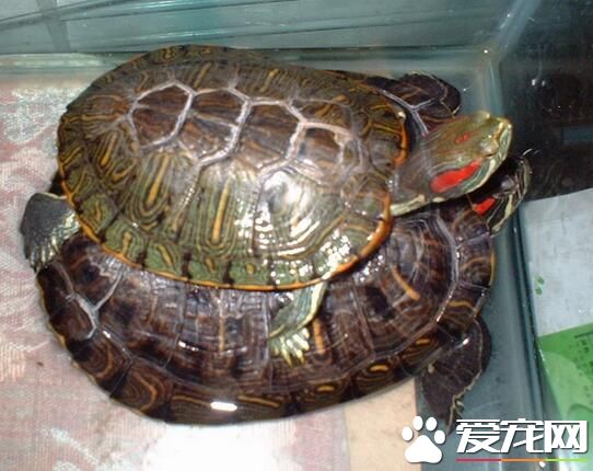 乌龟是爬行动物吗 乌龟是爬行动物的依据