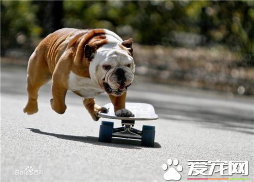 英国斗牛犬萌么 英国斗牛犬的长相外貌