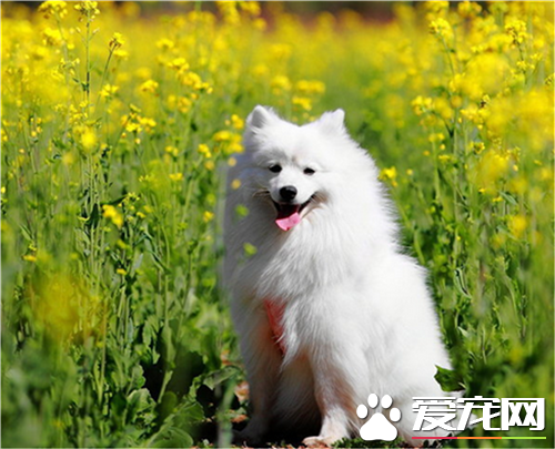 银狐犬不叫 叫不叫主要是遗传和天性