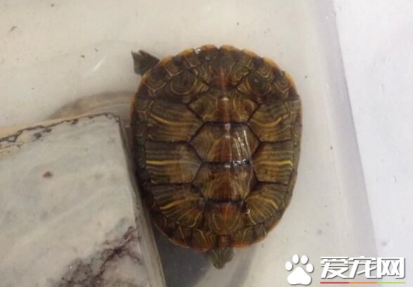 乌龟是什么颜色的 陆龟颜色为深绿色和棕色