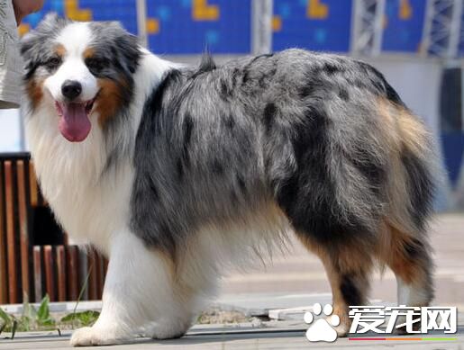 澳洲牧羊犬年龄 澳洲牧羊犬寿命10到15年