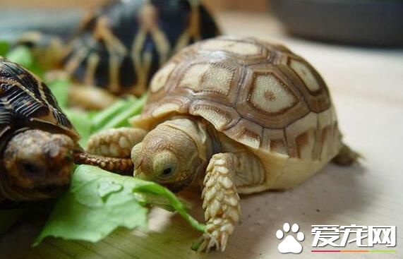 养乌龟用什么过滤器 推荐8到10厘米水位加沉木