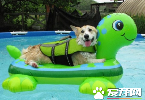 乌龟大大千万别把我甩下去