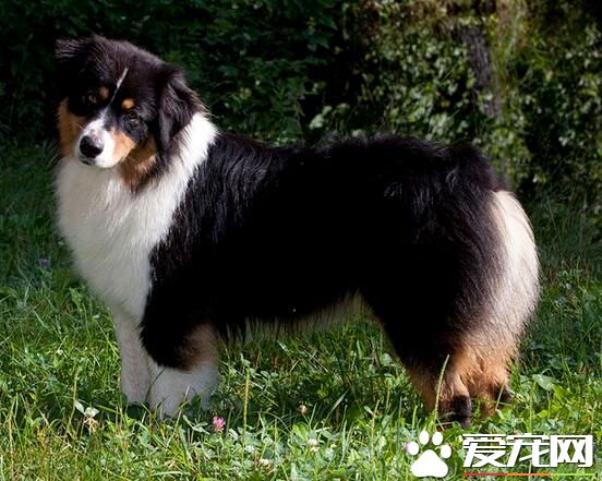 澳洲牧羊犬缺点 澳洲牧羊犬羞怯胆小