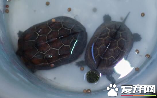 家里养乌龟好吗风水说 养龟可以改善家居风水