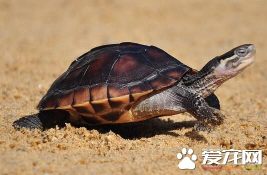 乌龟什么品种好养 南方推荐巴西北方草龟