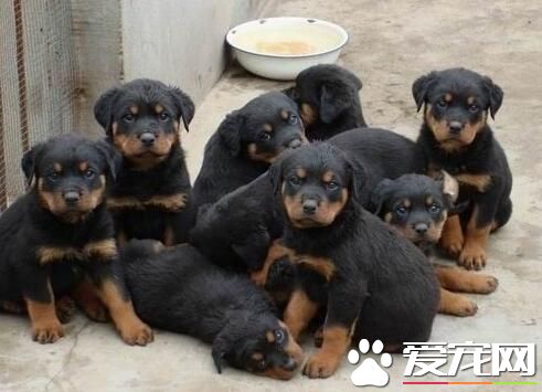 罗威纳犬挑选 如何挑选罗威纳新幼犬