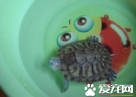 乌龟为什么会脱皮 随着身体的增长而蜕皮