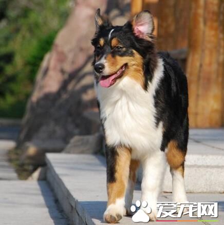 澳洲牧羊犬一般有多大 雄性澳牧肩高18到20英寸