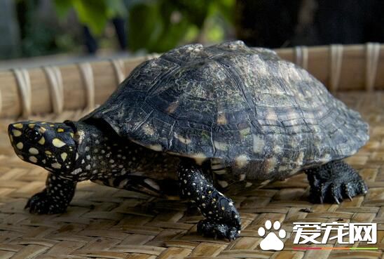 乌龟养在什么地方 养乌龟对周围环境的要求