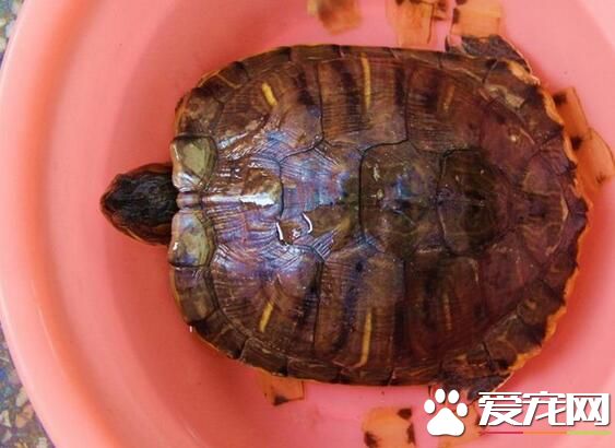 乌龟是胎生还是卵生 乌龟是卵生类动物