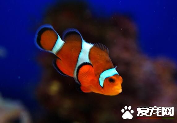 热带鱼多少钱一条 不同热带鱼价格也不同