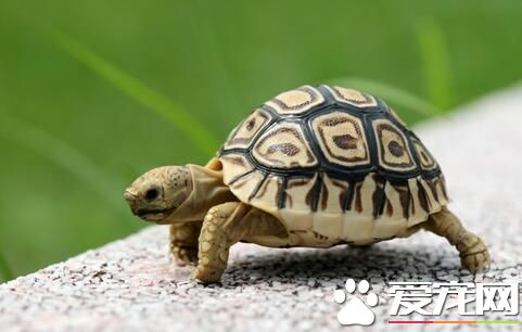 王八和乌龟的区别 乌龟是硬壳面有裂状纹