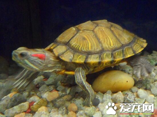 家养乌龟好吗 在家养乌龟有什么好处