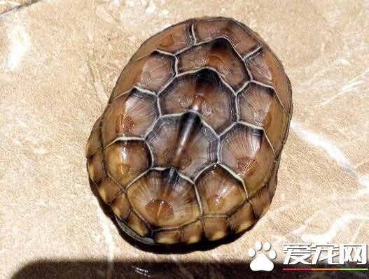 乌龟什么品种好养 南方推荐巴西北方草龟