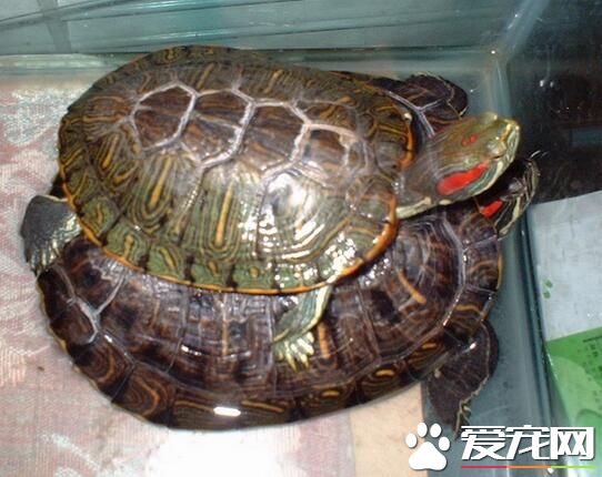 乌龟有几条腿 正常情况乌龟一共只有四条腿