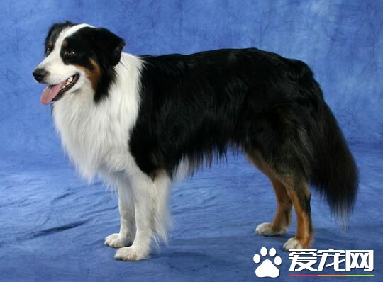 澳洲牧羊犬适合家养吗 可以作为家庭伴侣来养