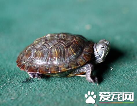 大乌龟冬天怎么养 9月开始要让龟顿顿吃饱