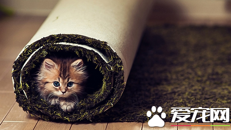 饿了吗？有喵肉卷