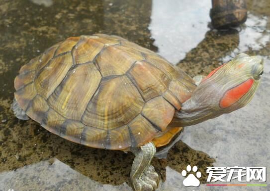 乌龟和海龟的区别 乌龟壳略扁平背腹甲固定