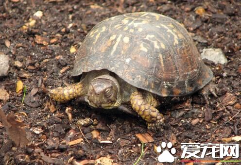 夏天怎么养乌龟 夏天养乌龟要及时更换池水